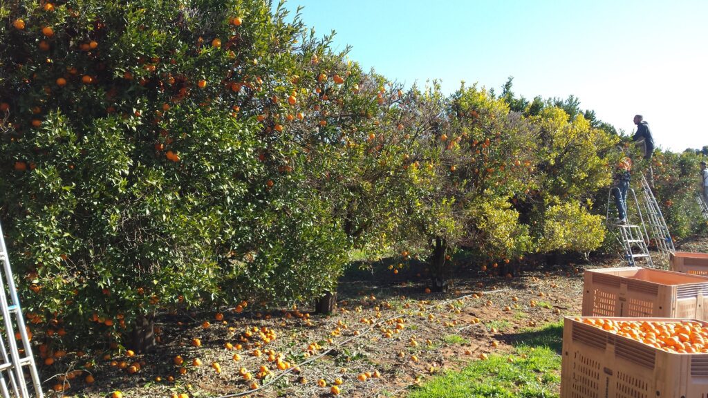 Raccolta di Arance a Renmark SA